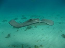 A happy southern stingray by Todd Eyolfson 